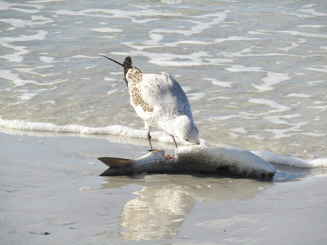 Town of Fort Myers Beach using heavy equipment to remove dead fish